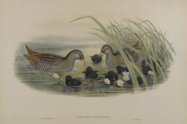 Porzana Maruetta - Täplikäs nosturi